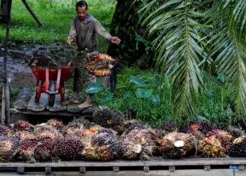 Strategi Bisnis Perkebunan Dibagikan kepada Mahasiswa oleh BPDP