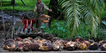 Strategi Bisnis Perkebunan Dibagikan kepada Mahasiswa oleh BPDP