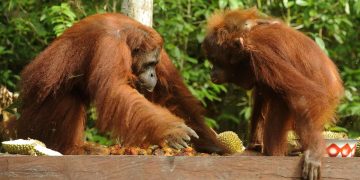 Kebakaran di Taman Nasional Tanjung Puting Luas 513,89 Hektare