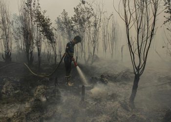 Minim Dukungan, Relawan Karhutla Tanjung Puting Terpaksa Menyerah