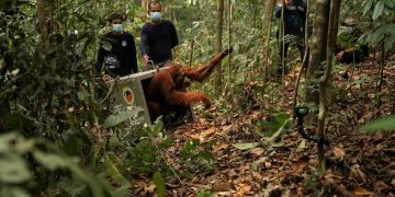 Terancam Karhutla, 8 Orangutan Dipindahkan ke Hutan Lindung Ketapang